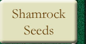 Shamrock Seeds
